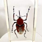 Trio d’insectes sous inclusion de résine N°2