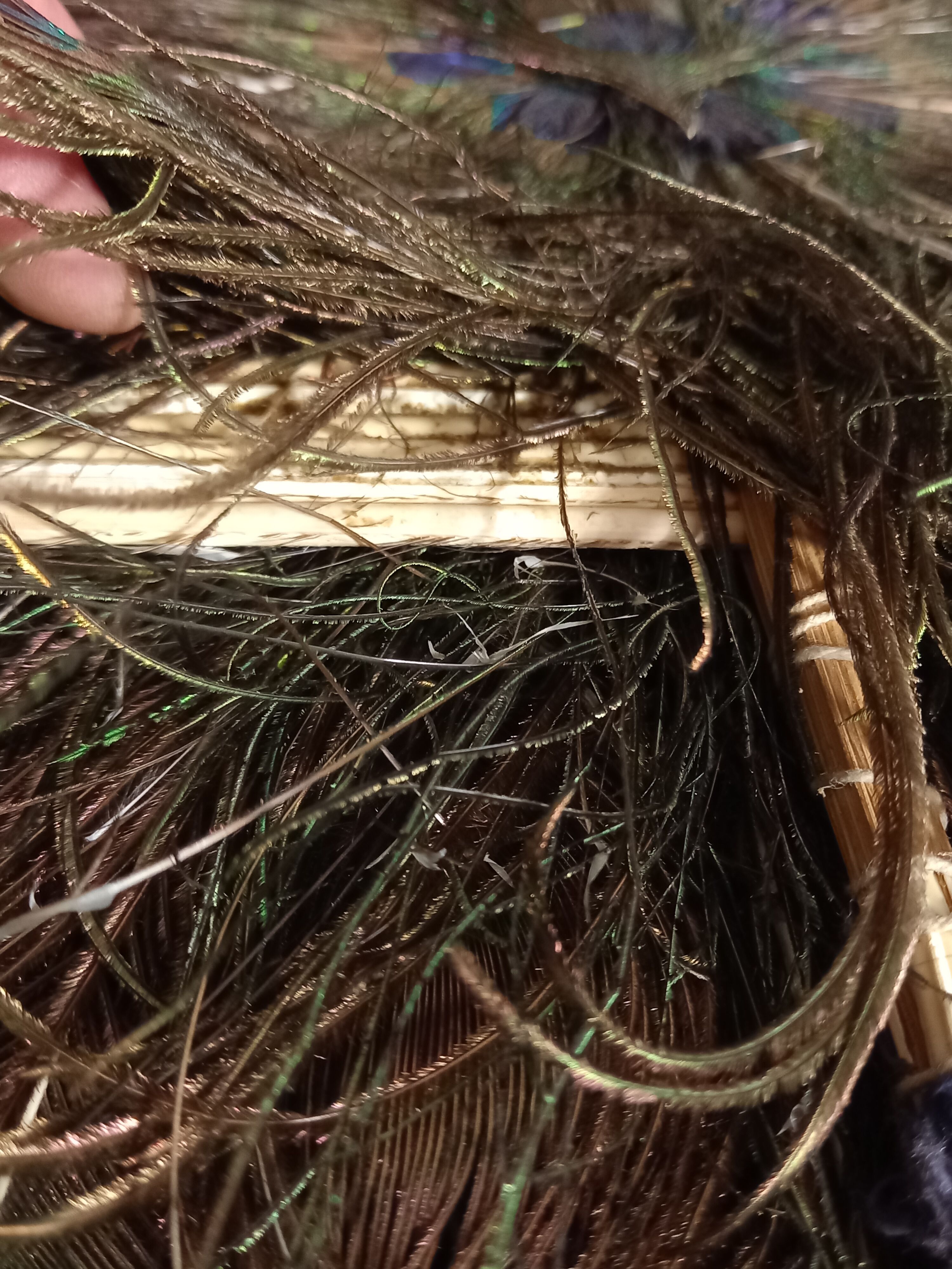 Double-sided peacock feathered eventail