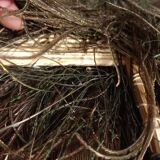 Double-sided peacock feathered eventail