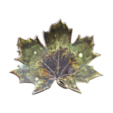 Empty pocket plane leaf