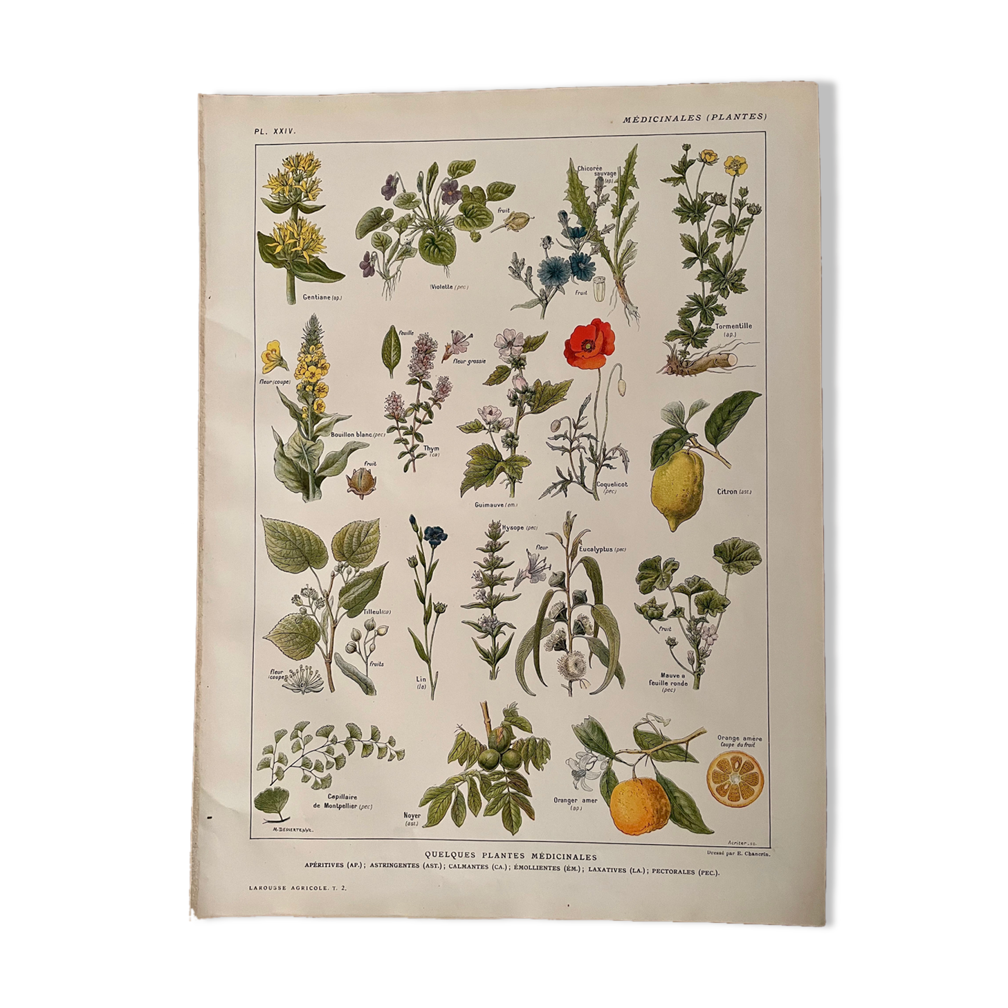 Lithographie plantes médicinales de 1921 (XXIV)