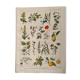 Lithographie plantes médicinales de 1921 (XXIV)