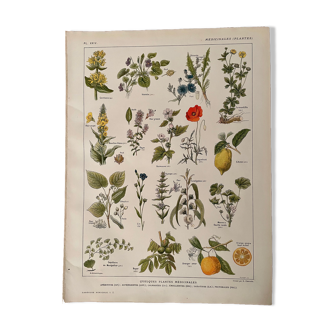 Lithographie plantes médicinales de 1921 (XXIV)