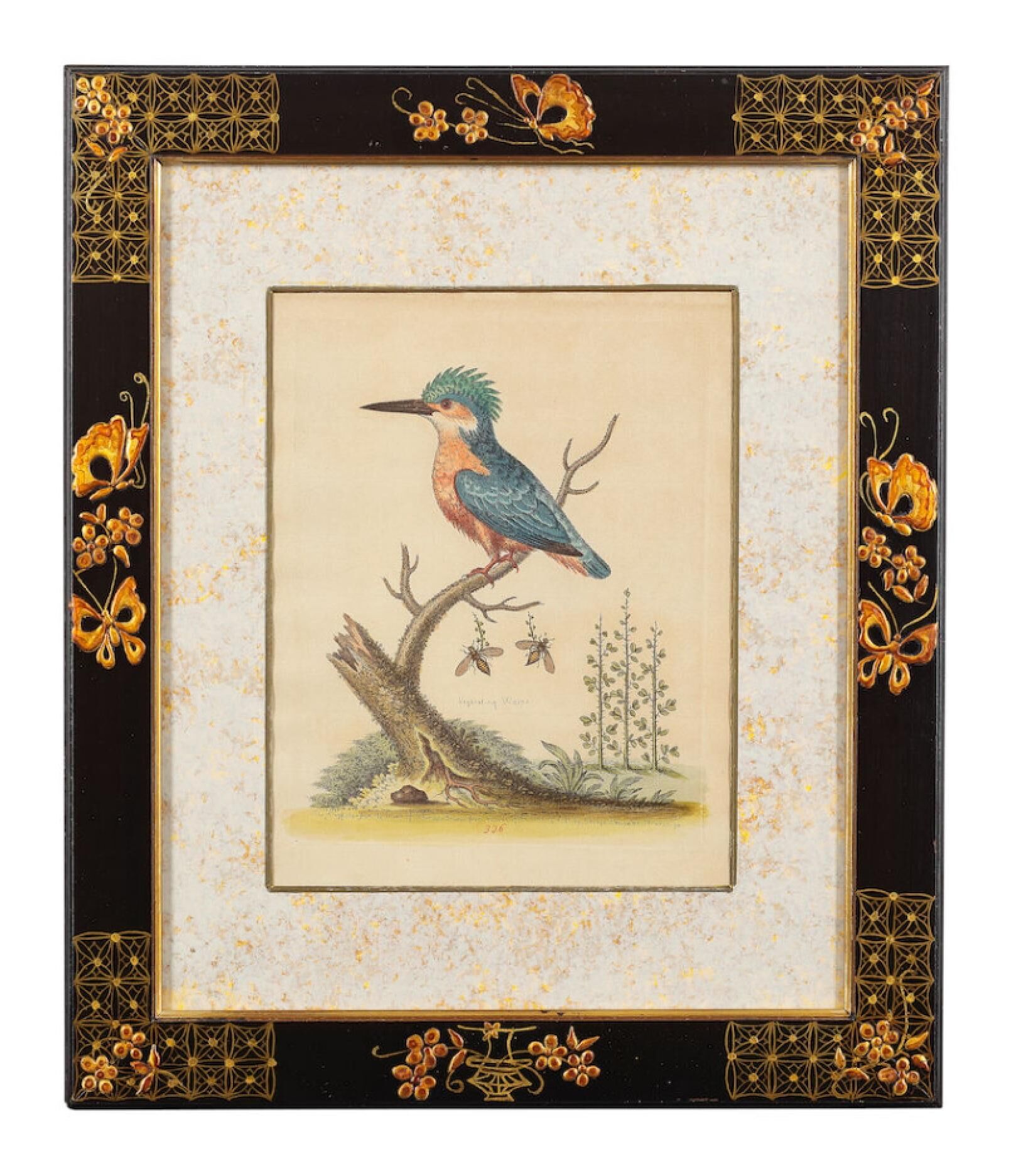 12 hand-coloured ornithological engravings from 1740 by George Edwards.