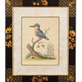 12 hand-coloured ornithological engravings from 1740 by George Edwards.