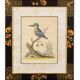 12 hand-coloured ornithological engravings from 1740 by George Edwards.