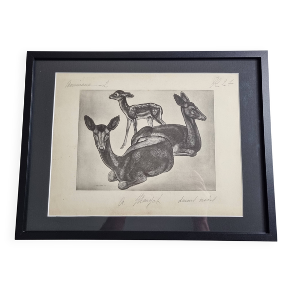 Planche illustrée, Études de Daims noirs, Signée André Margat, 1930-1950