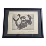 Planche illustrée, Études de Daims noirs, Signée André Margat, 1930-1950