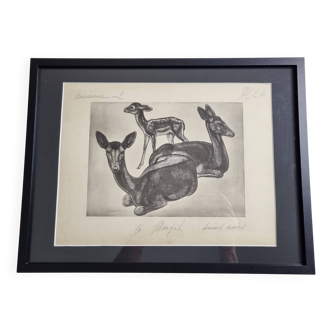 Illustrated plate, Studies of Black Fallow Deer, Signed André Margat, 1930-1950