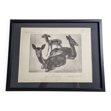 Illustrated plate, Studies of Black Fallow Deer, Signed André Margat, 1930-1950