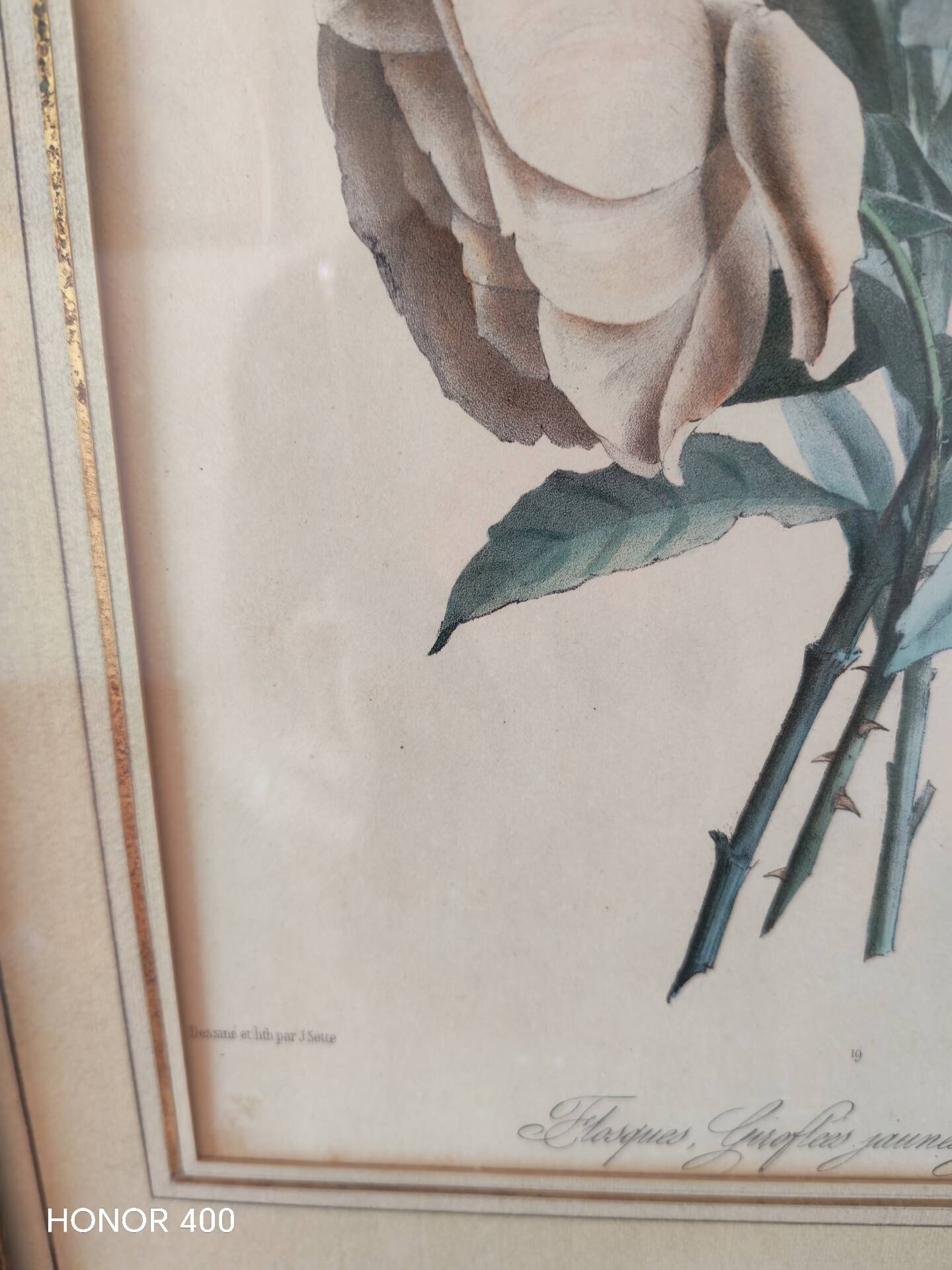 Gravure botanique XIX siècle bouquet de fleurs encadrement parisien