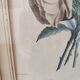Gravure botanique XIX siècle bouquet de fleurs encadrement parisien