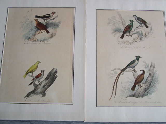 Set of 4 engravings of old birds to frame