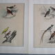 Set of 4 engravings of old birds to frame