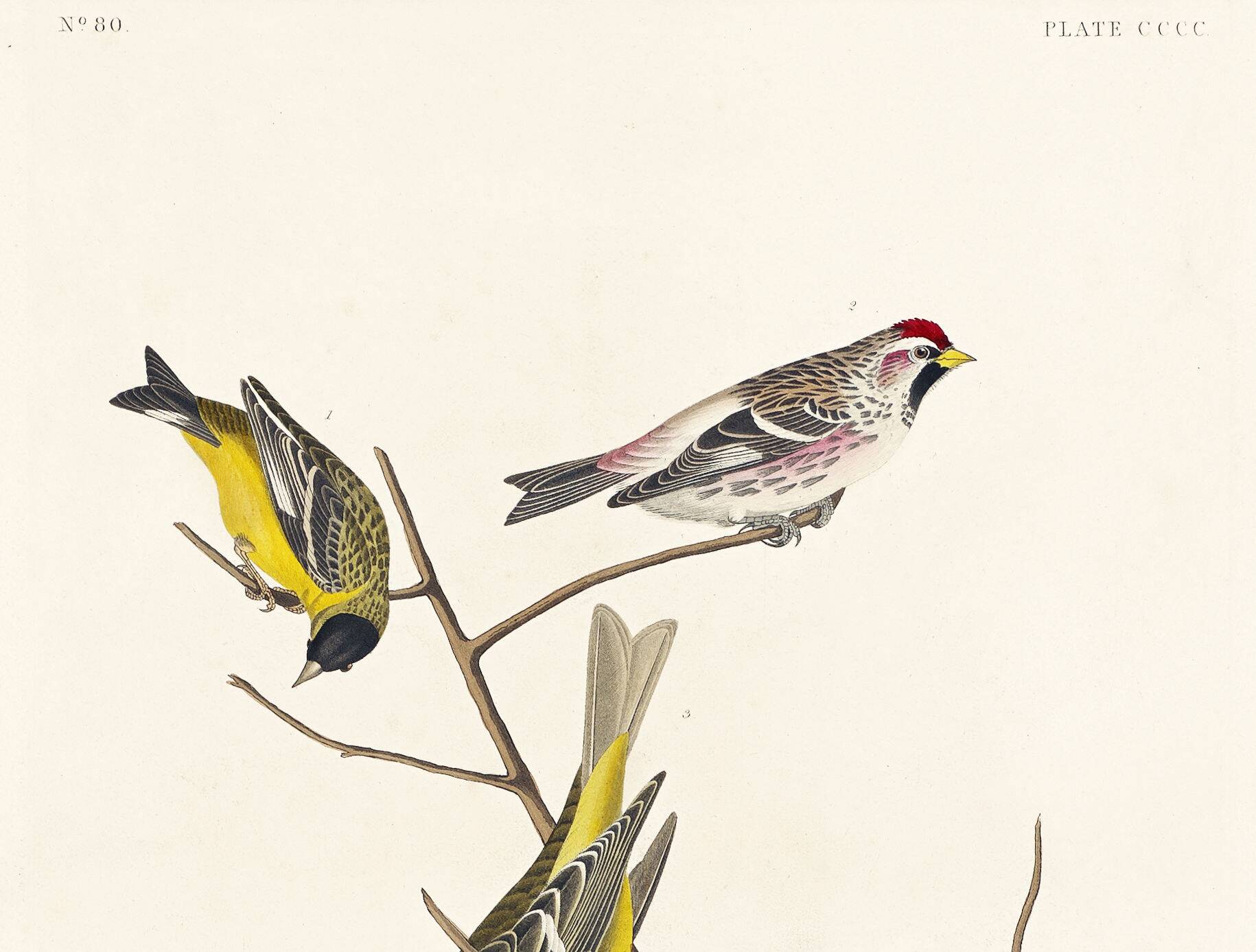 Poster featuring colorful songbirds, based on an old engraving from 1827.
