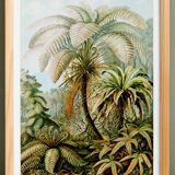Poster about “tropical ferns”, based on an old lithograph