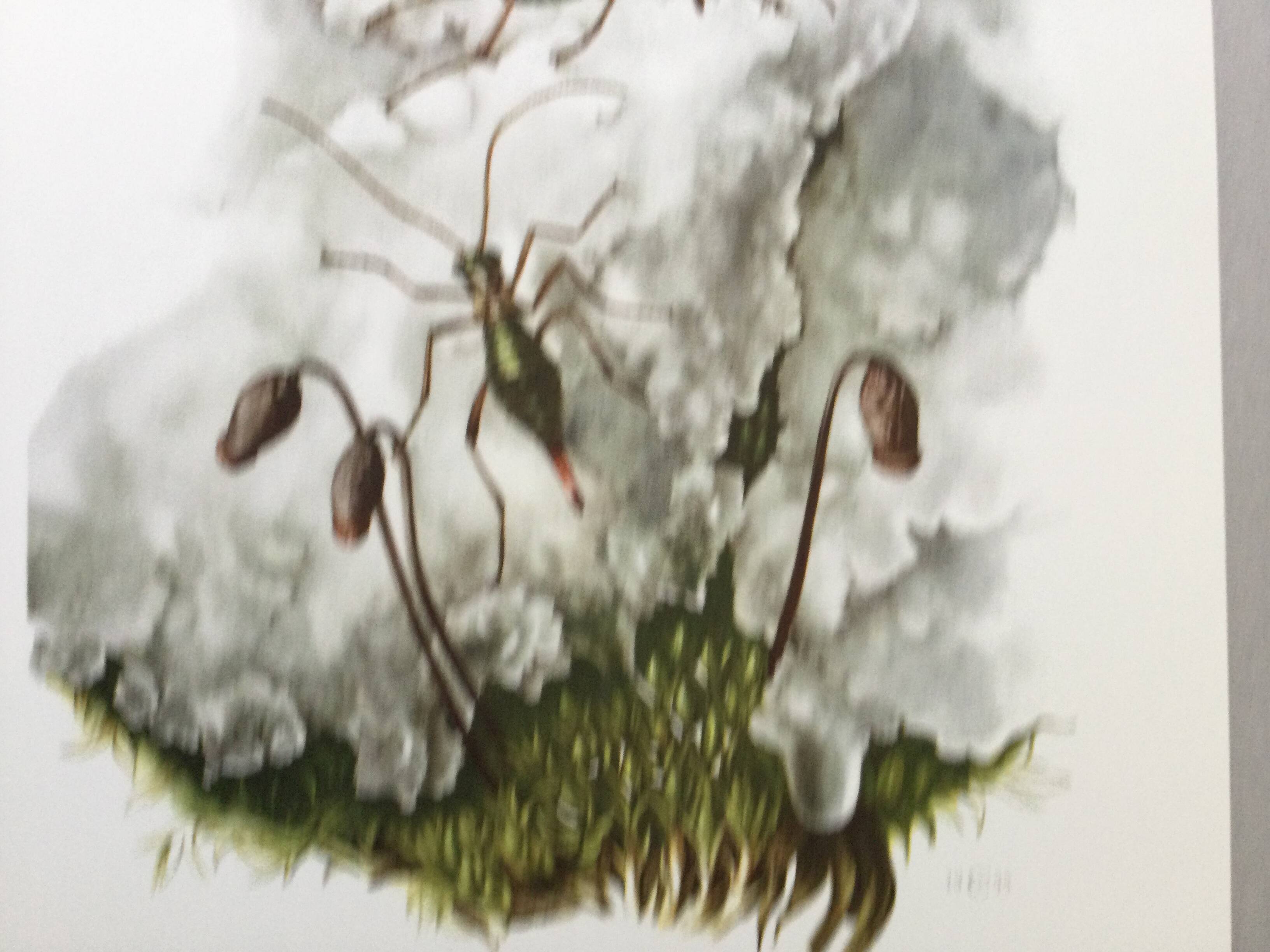 Vintage Insect Print Old Illustration from the 60s