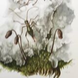 Vintage Insect Print Old Illustration from the 60s