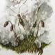 Impression vintage Insectes Illustration ancienne années 60