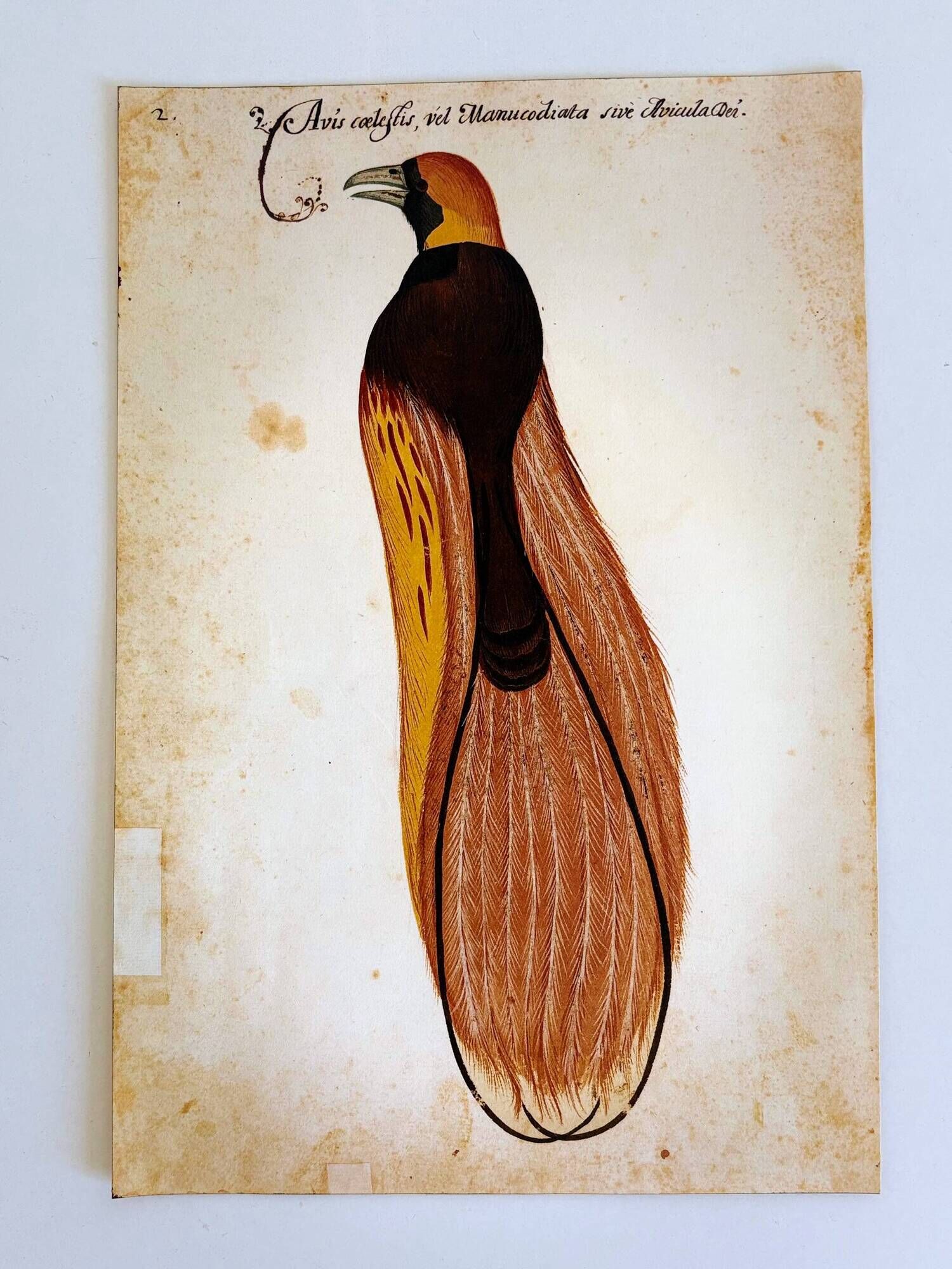 Impressions of the natural history of the Renaissance, pair of facsimiles of the Codex Pomar, 1990s.