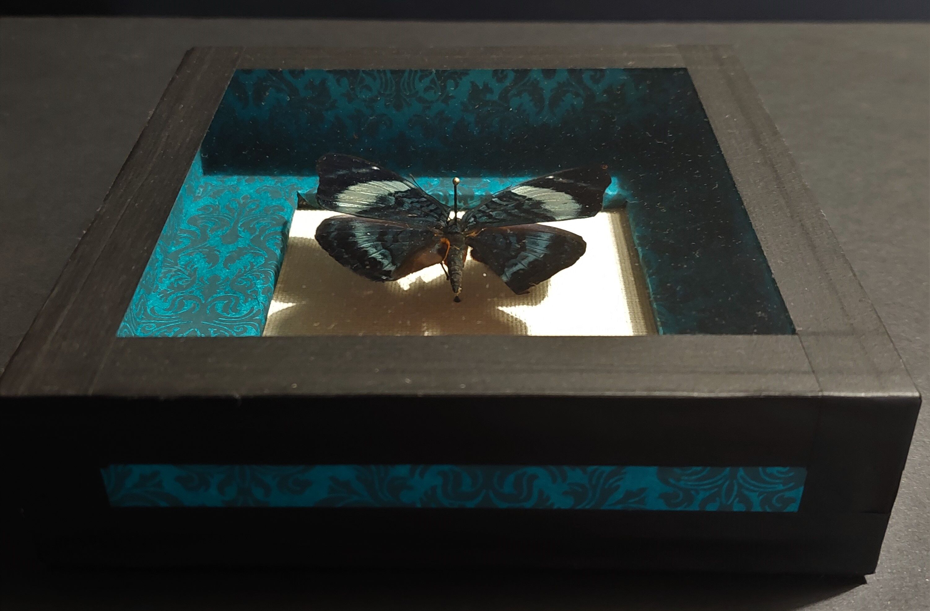 Natural history entomology butterfly frame panacea procilla