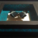 Natural history entomology butterfly frame panacea procilla