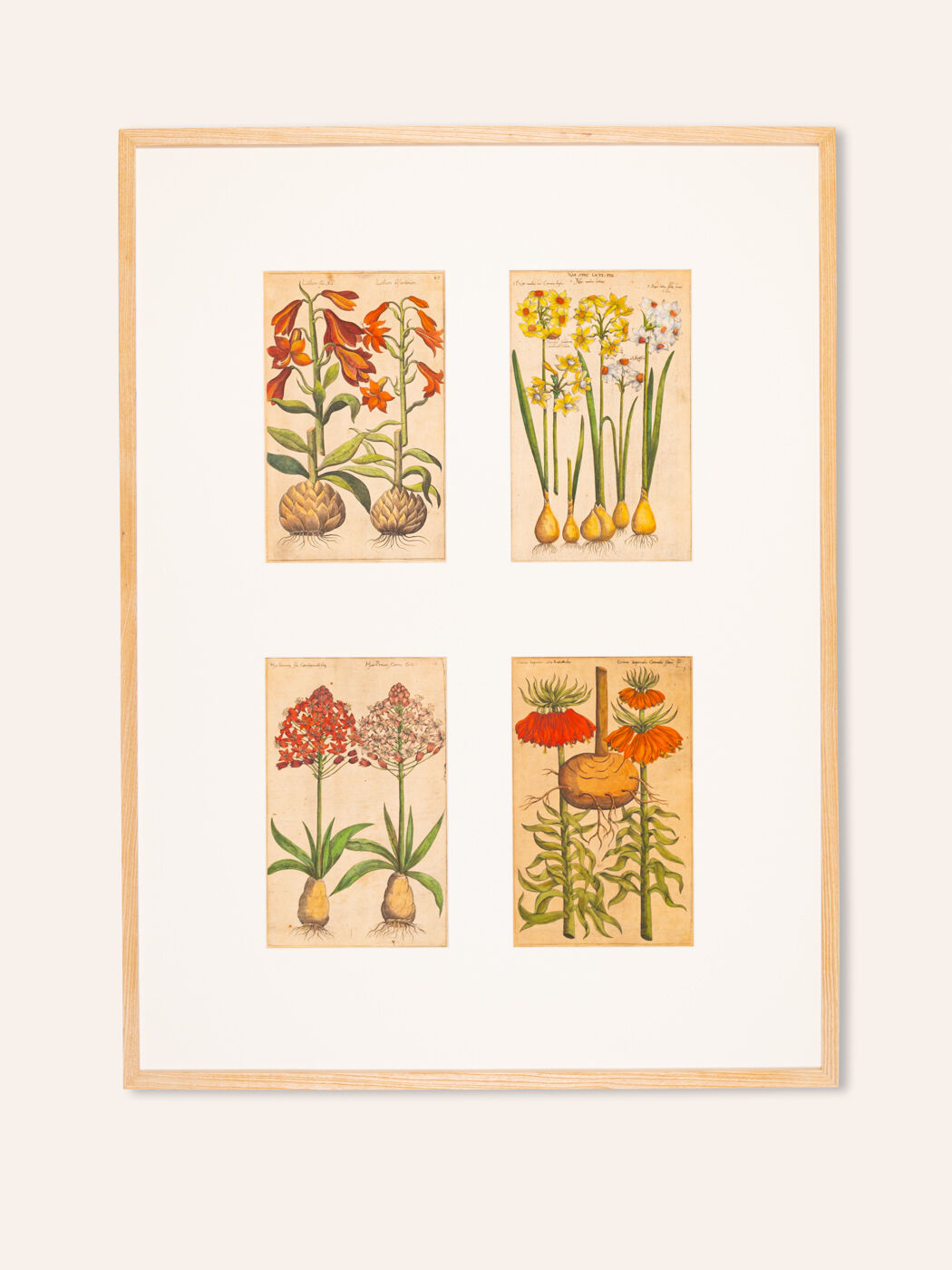 Botanical Drawings from the 18th Century, Colored Copperplate, 83 x 113 cm