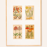 Botanical Drawings from the 18th Century, Colored Copperplate, 83 x 113 cm