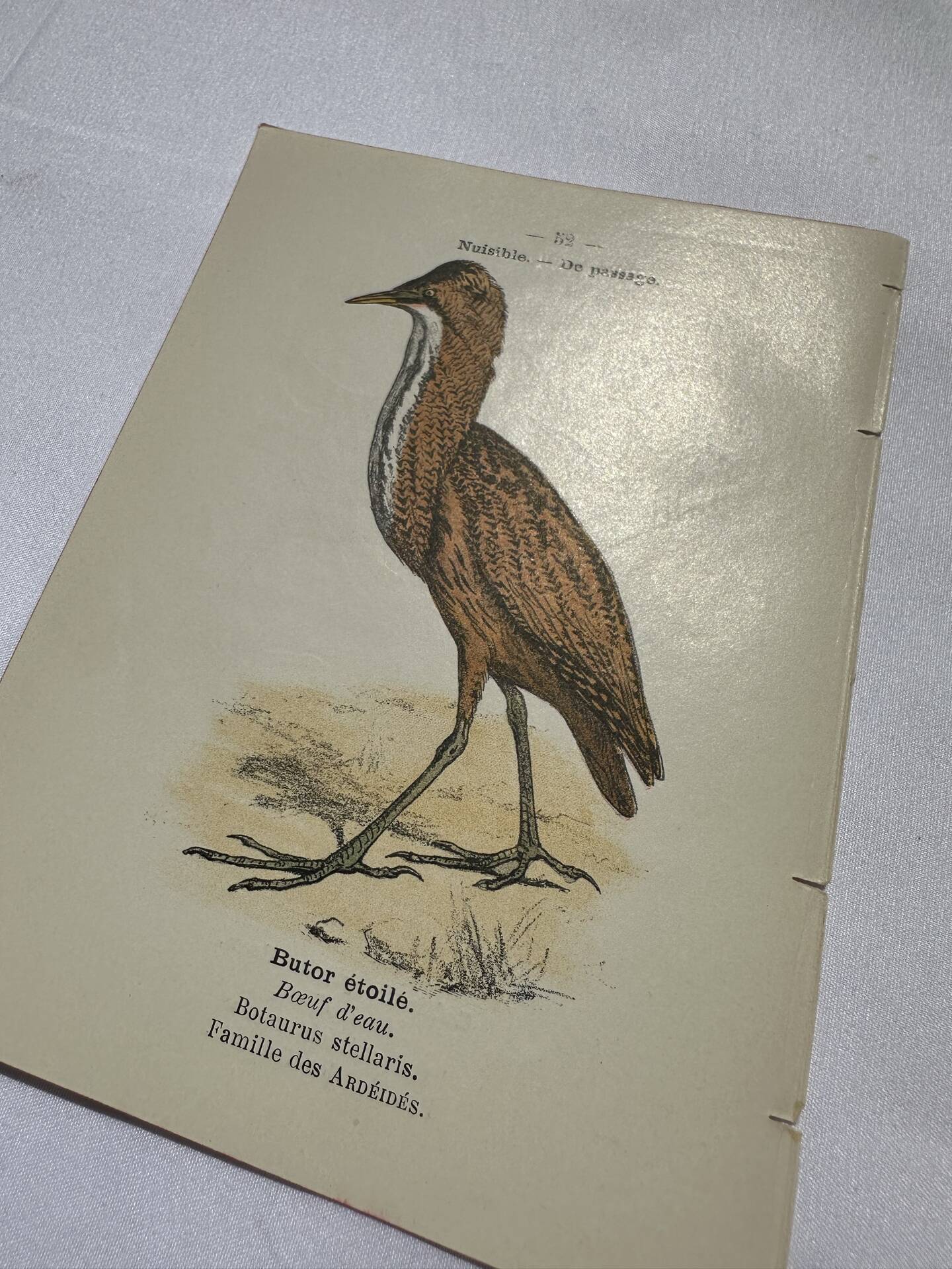 🐦 Botanical Plate Engraving of Birds Naturalist 19th Century Double-Sided A