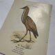 🐦 Botanical Plate Engraving of Birds Naturalist 19th Century Double-Sided A