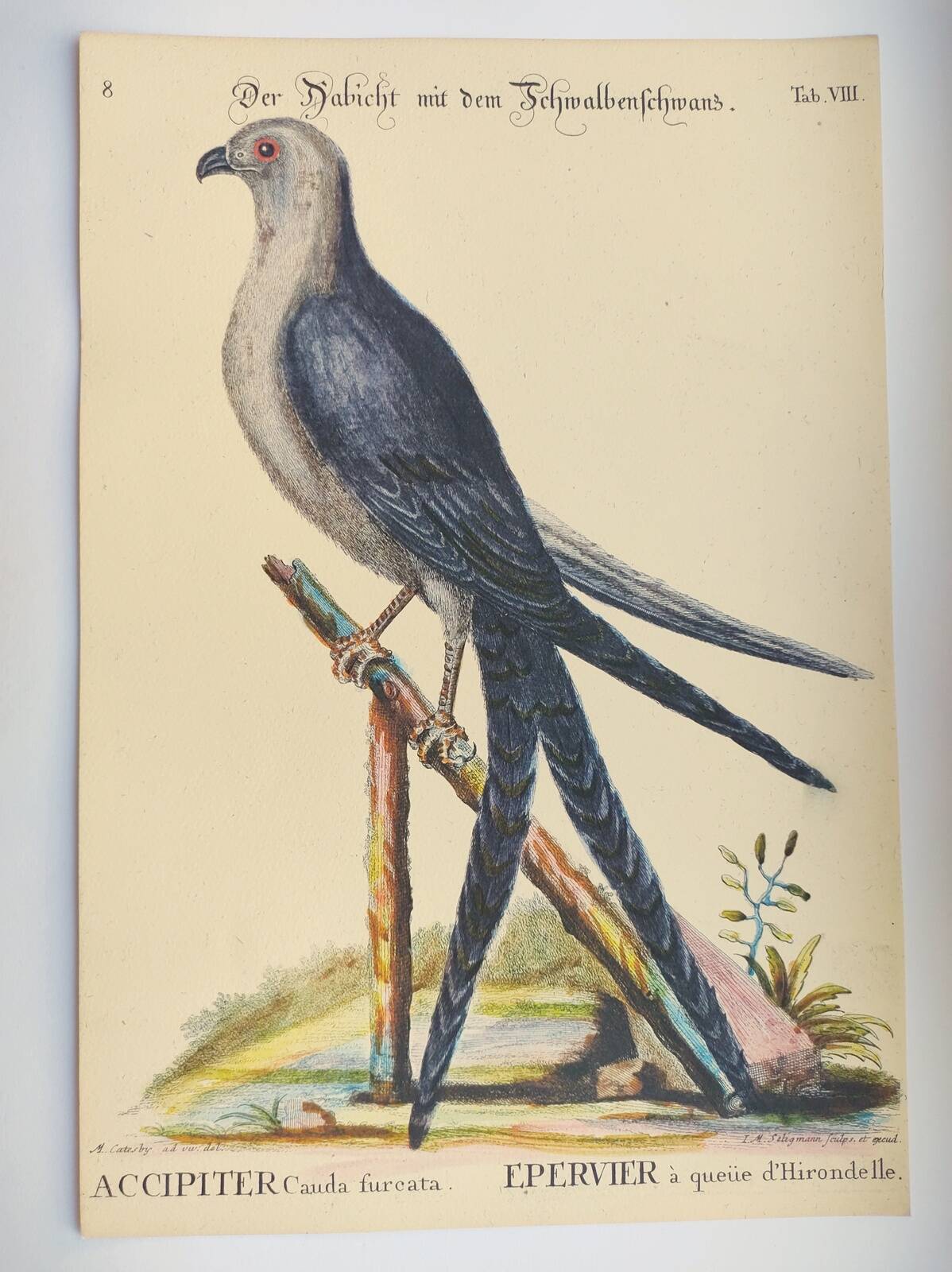 Old bird engraving - Swallow-tailed hawk - Zoological plate by Seligmann & Catesby
