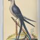 Old bird engraving - Swallow-tailed hawk - Zoological plate by Seligmann & Catesby