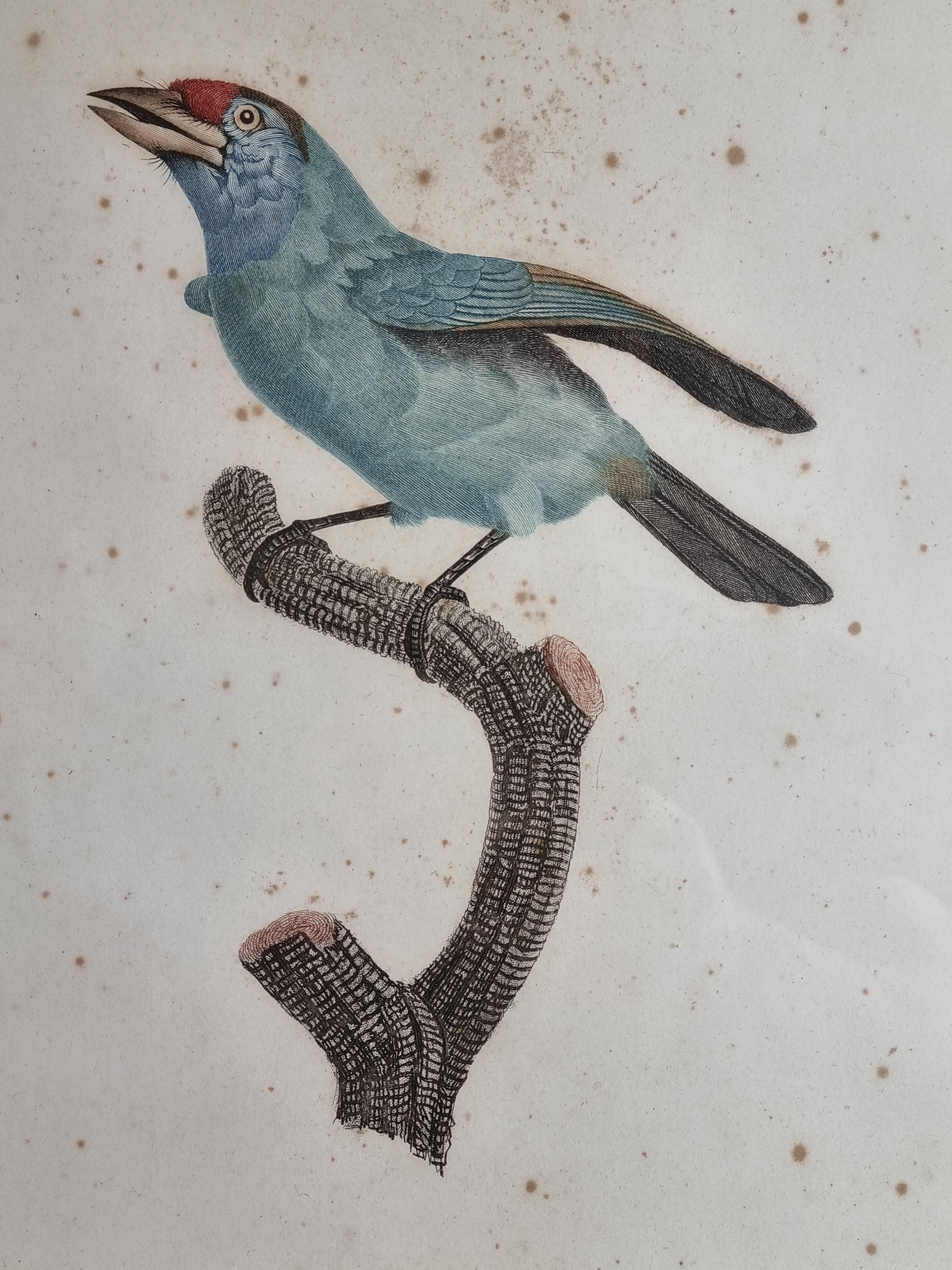 Original engraving of the early nineteenth century, Bearded with blue throat after Jacques Barraband (1806)