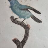 Original engraving of the early nineteenth century, Bearded with blue throat after Jacques Barraband (1806)