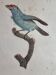 Original engraving of the early nineteenth century, Bearded with blue throat after Jacques Barraband (1806)