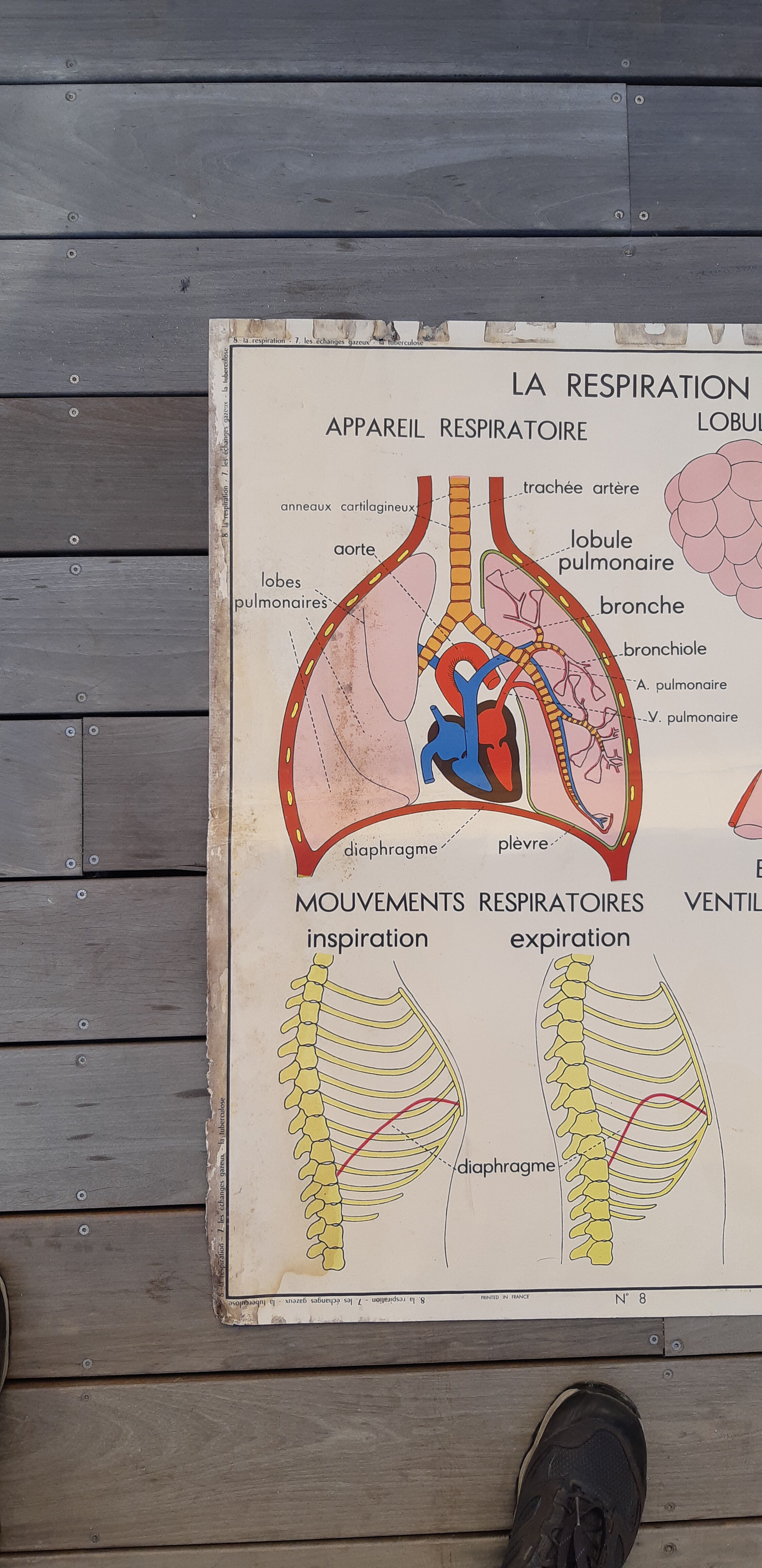 Rossignol educational poster