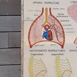 Rossignol educational poster