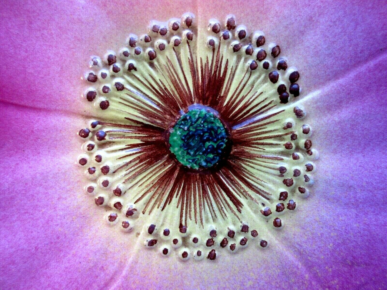 Art deco dabbling plate pink flower eglantine