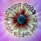 Art deco dabbling plate pink flower eglantine