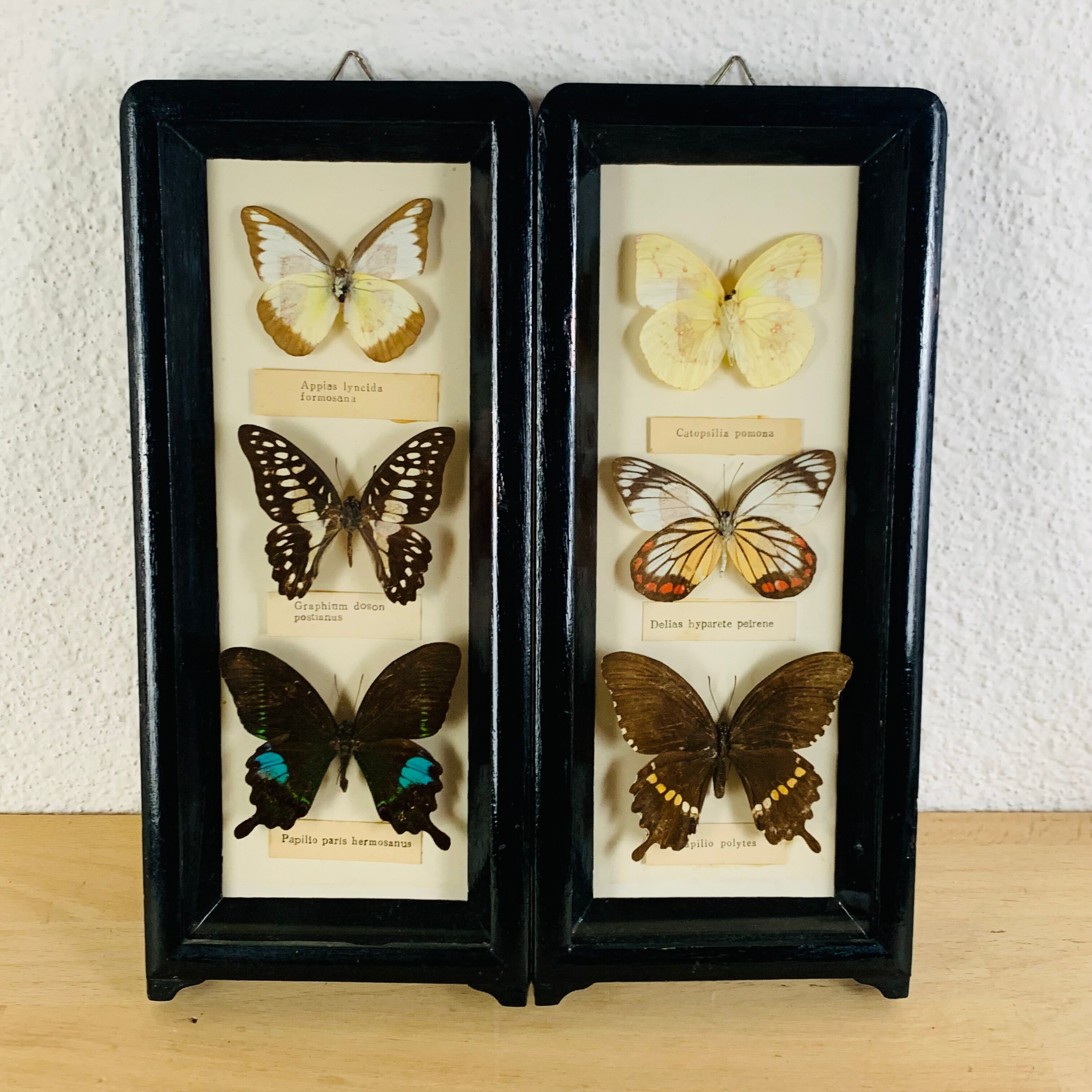Vintage naturalized butterfly frame