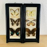 Vintage naturalized butterfly frame