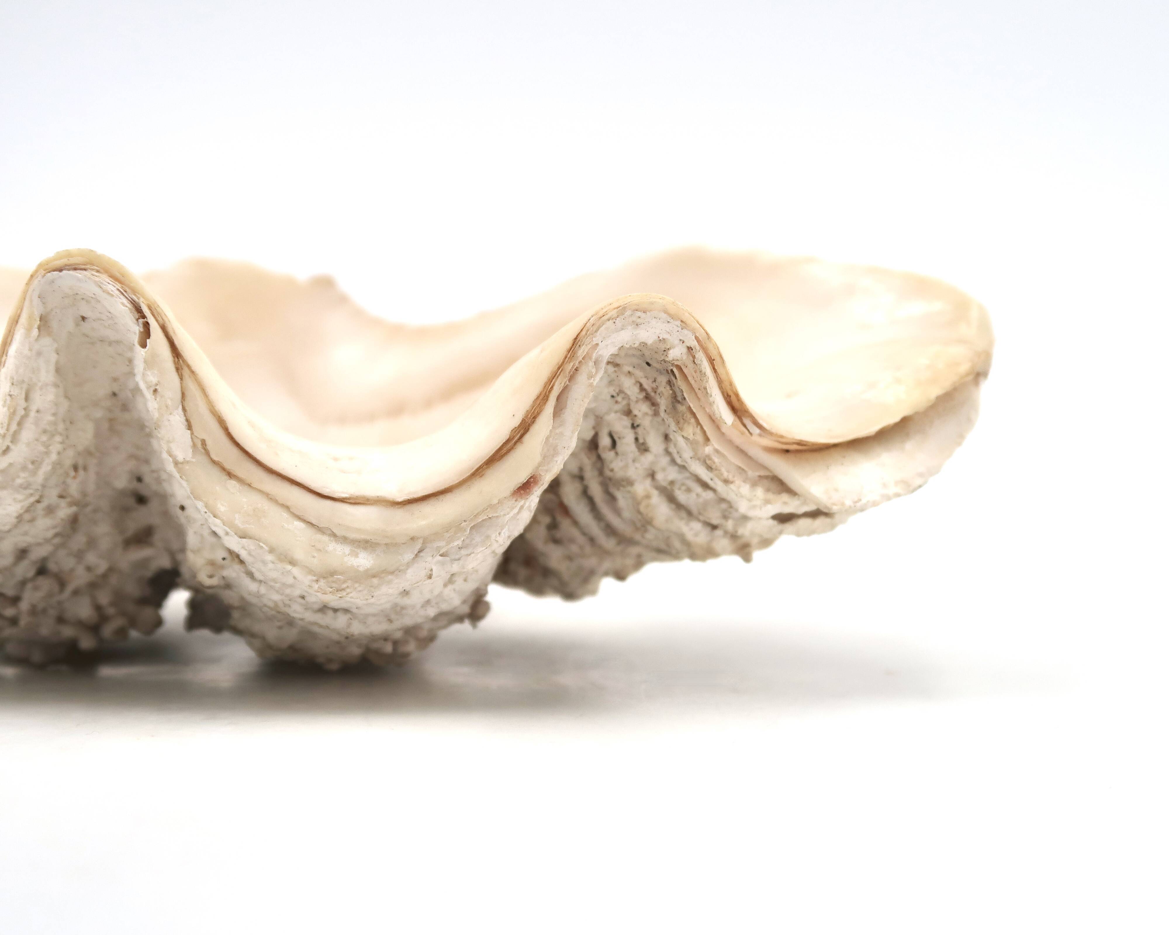 Holy water stoup shell emptier, 1970s