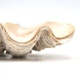 Holy water stoup shell emptier, 1970s