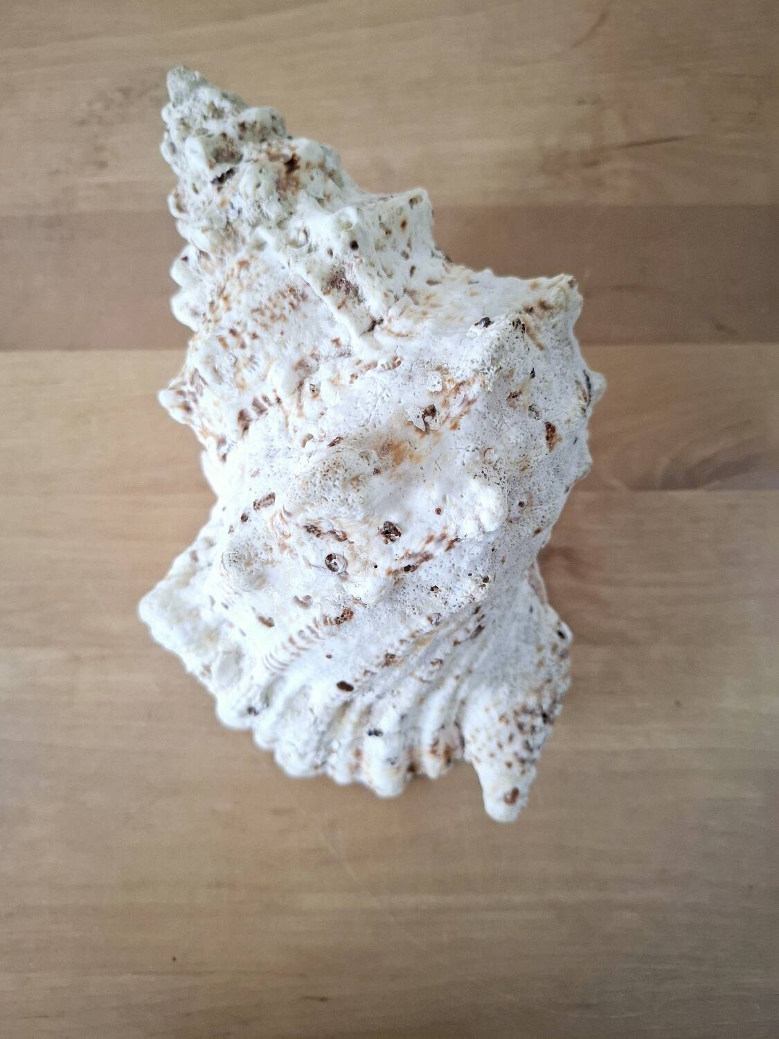 Large vintage conch