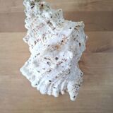 Large vintage conch