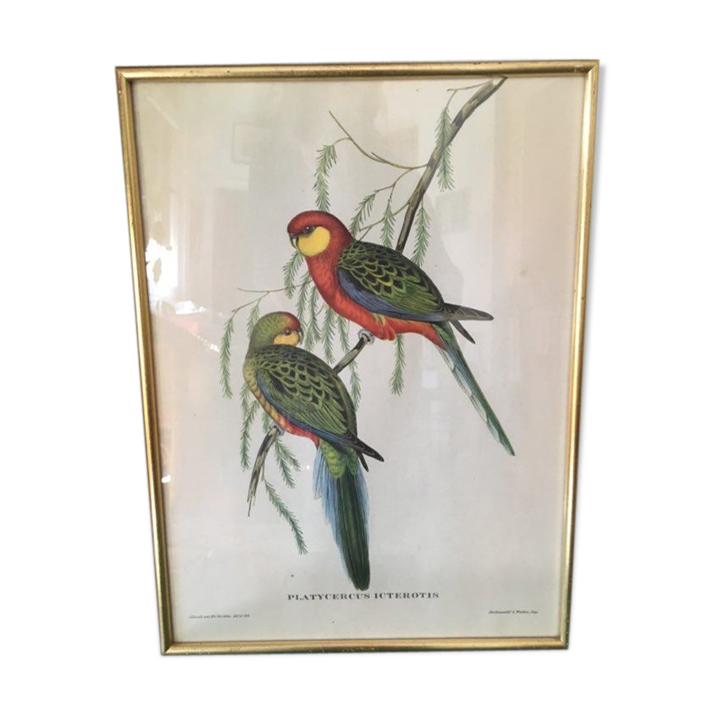 Ornithological board "Platycercus Icterotis" J C Gould H C Richter.