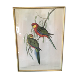 Ornithological board "Platycercus Icterotis" J C Gould H C Richter.
