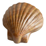 Shell wall enameled by aljezur