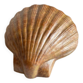 Shell wall enameled by aljezur