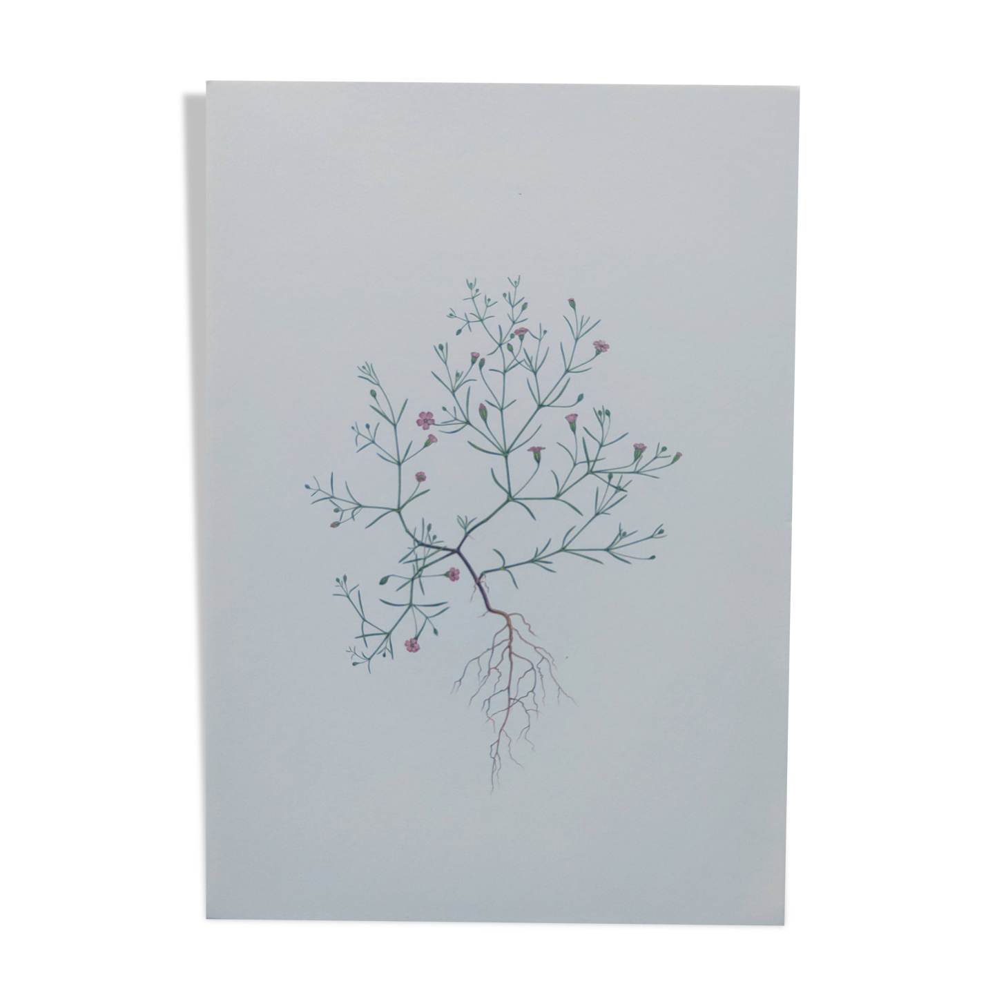 Vintage botanical print from 1978 - Baby's Breath - wild plant